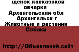 щенок кавказской овчарки  - Архангельская обл., Архангельск г. Животные и растения » Собаки   